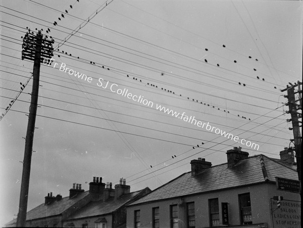 BIRDS ON WIRES